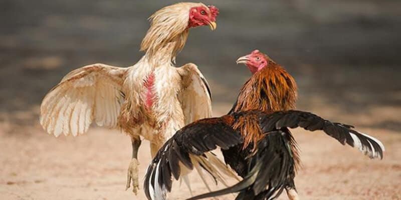 Ảnh đá gà tre EE88