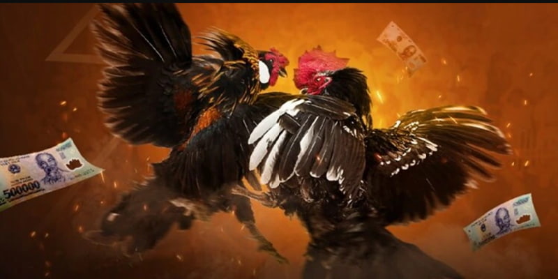 Nắm vững luật đá gà tre tại EE88 sẽ giúp bạn theo dõi trận đấu chuẩn xác và đặt cược tự tin hơn